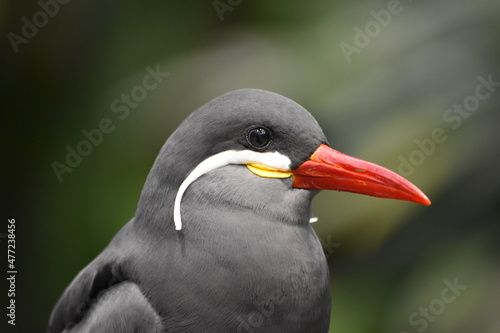 Inca Tern Face Close Up 