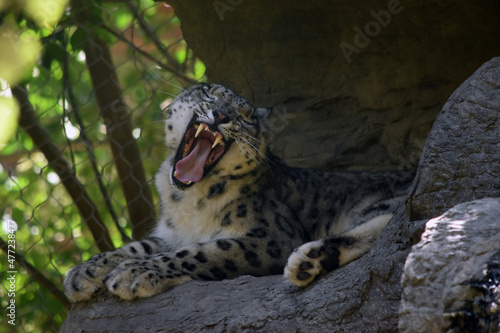 Snow Leopard Lying and Yawning
