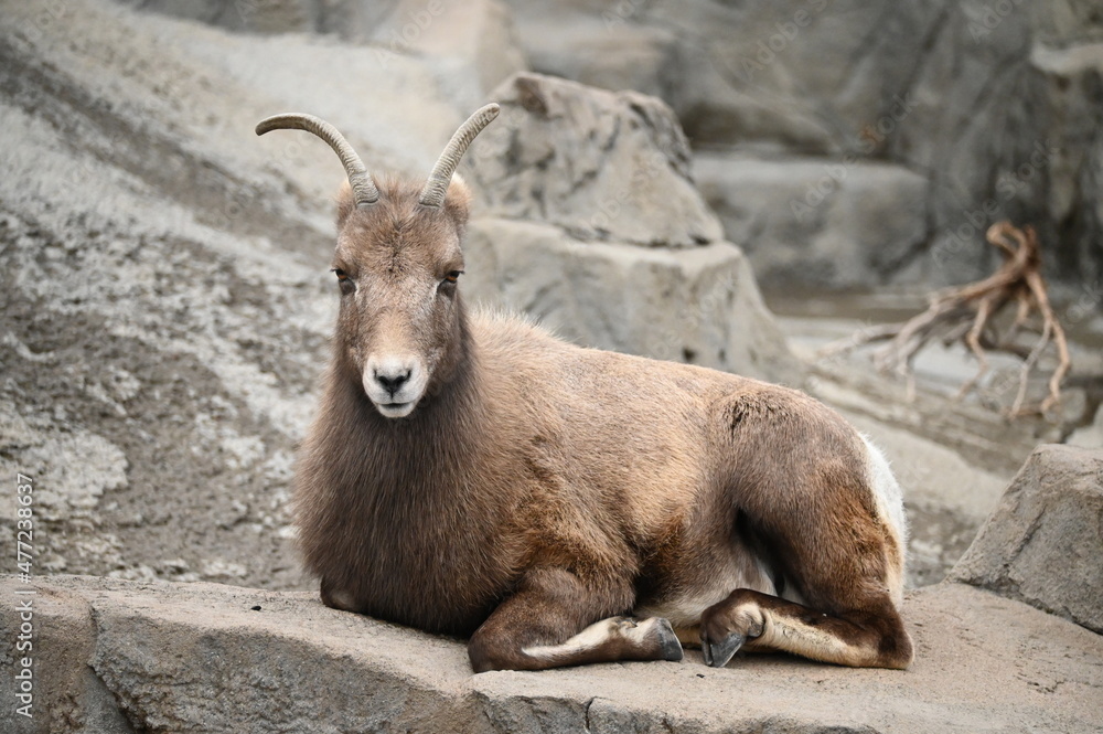 Rocky Mountain Bighorn Sheep Sitting on a Rock
