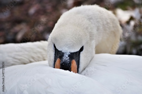 Mute Swan Nuzzled in Her Feathers
 photo