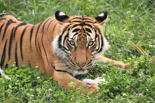 Fototapeta Naklejka Na Ścianę i Meble -  Malayan Tiger in the Grass, Patiently Watching
