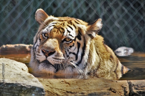Sumatran Tiger Taking a Bath
 photo