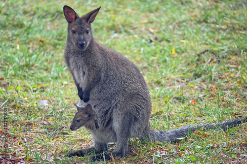 Bennett's Wallaby Mother with Joey in Pouch
