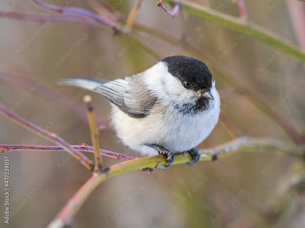 Naklejka premium Cute bird the willow tit, song bird sitting on a branch without leaves in the winter.