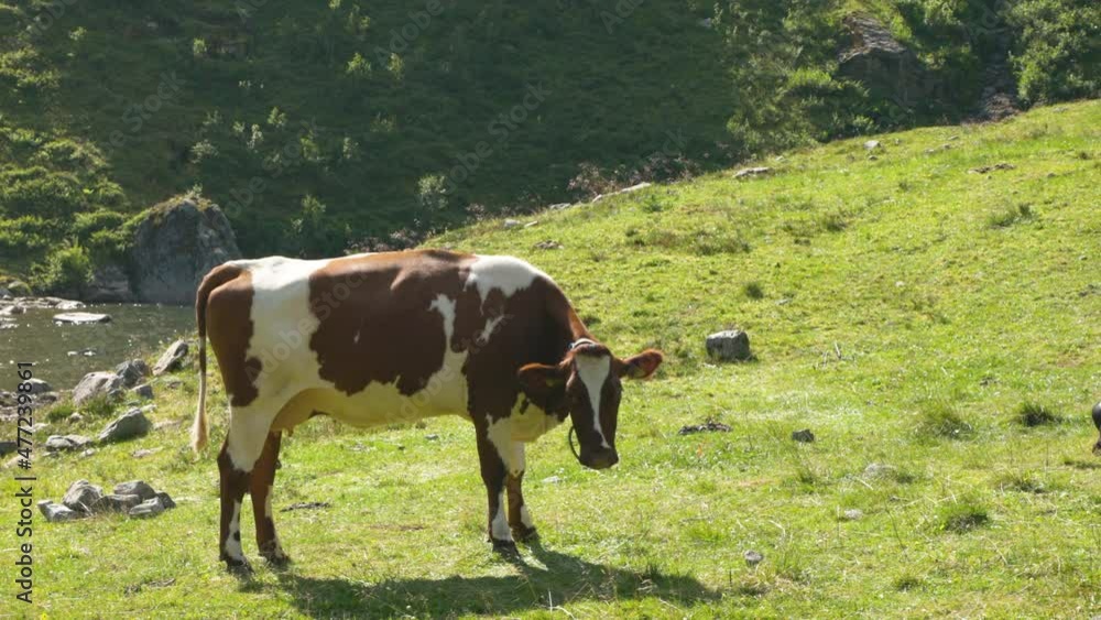 Cow in norwegian nature licking it self at summer Cow in norwegian nature licking it self at summer