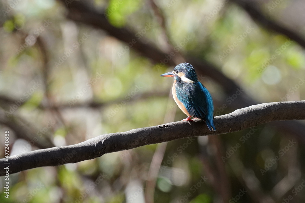 kingfisher in the forest kingfisher in the forest