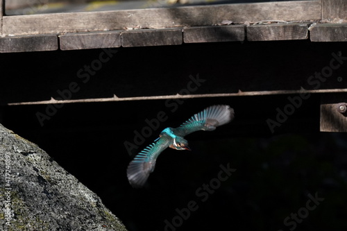 kingfisher in the forest