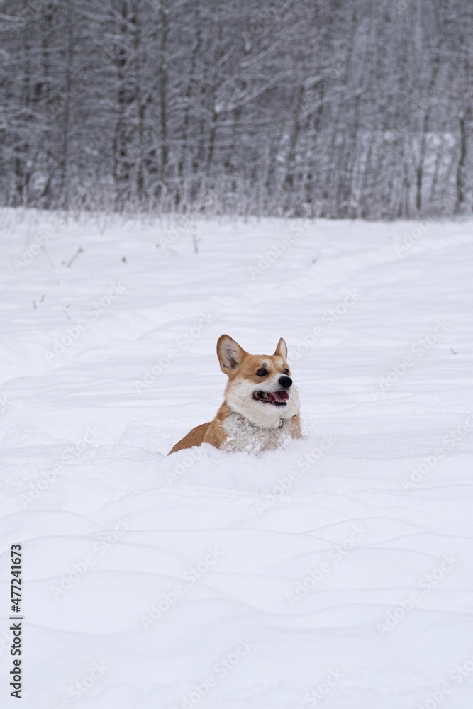 A dog in the snow. Winter in Russia A dog in the snow. Winter in Russia