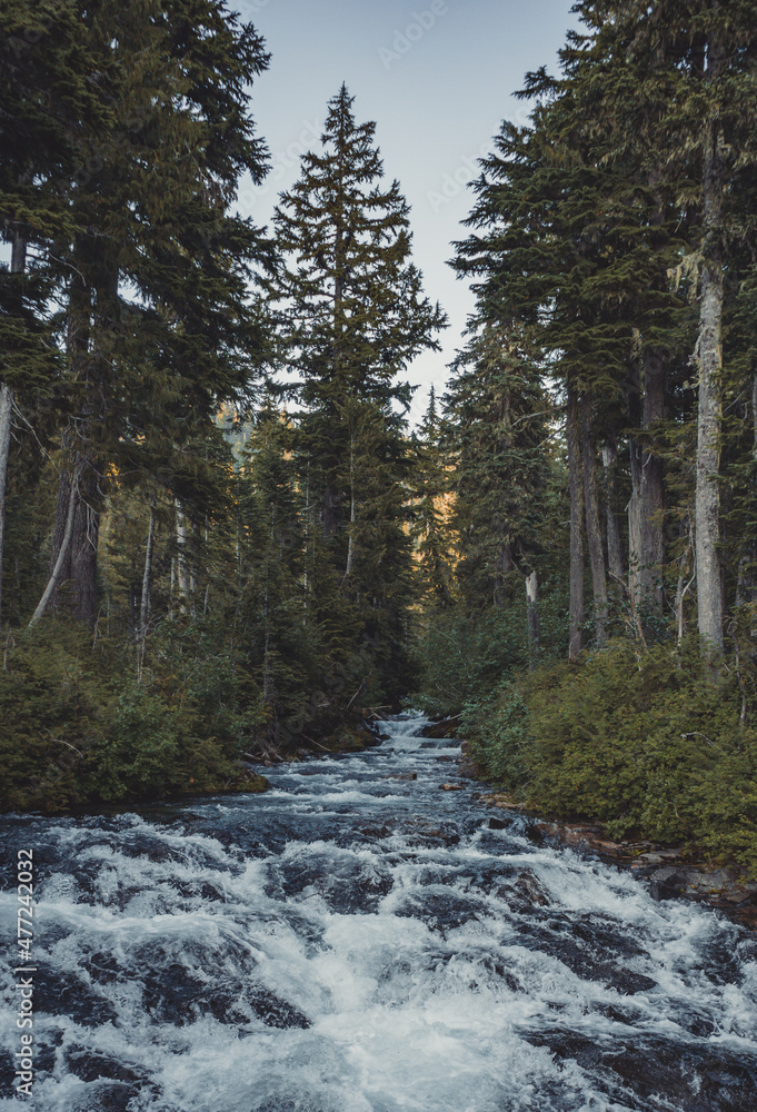 river in the woods river in the woods