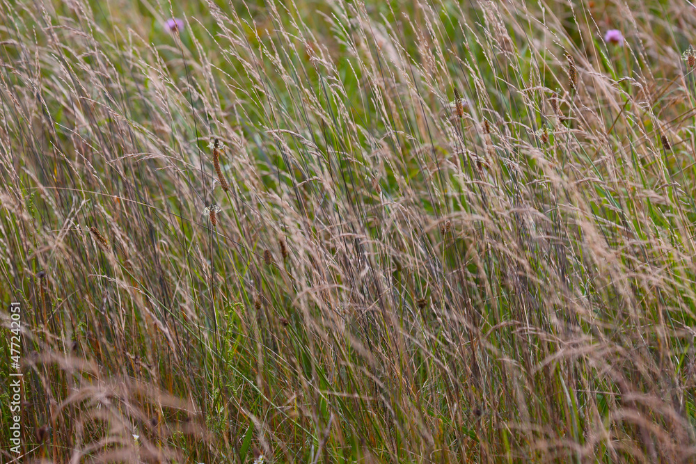 Field grass growing outside the city