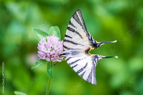 Wallpaper Mural Beautiful Butterfly Scarce Swallowtail, Sail Swallowtail, Pear-tree Swallowtail, Podalirius. Latin name Iphiclides podaliriu. Butterfly collects nectar on flower. Torontodigital.ca
