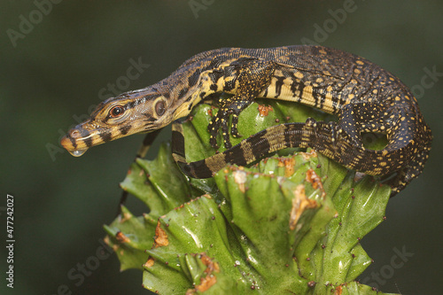 A baby salvator monitor lizard  Varanus salvator  is sunbathing on a bush before starting its daily activities. 