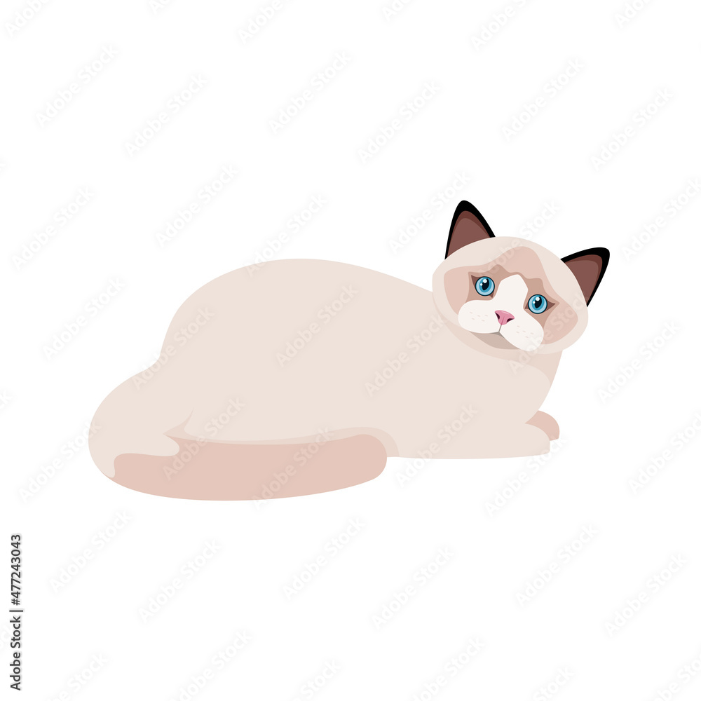 Ragdoll cat on a white background. Cartoon design.
Ragdoll cat on a white background. Cartoon design.