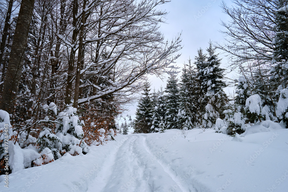 Moody landscape with footpath tracks and pine trees covered with fresh fallen snow in winter mountain forest on cold gloomy evening Moody landscape with footpath tracks and pine trees covered with fresh fallen snow in winter mountain forest on cold gloomy evening