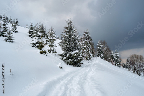 Moody landscape with footpath tracks and pine trees covered with fresh fallen snow in winter mountain forest on cold gloomy evening