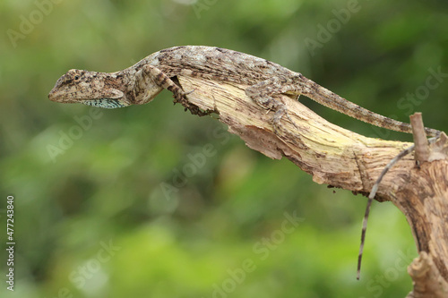 An African flower mantis is looking for prey. This insect has the scientific name Childonoptera listoni. 
