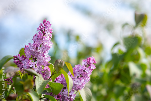 Violet vibrant lilac bush with blooming buds in spring garden.