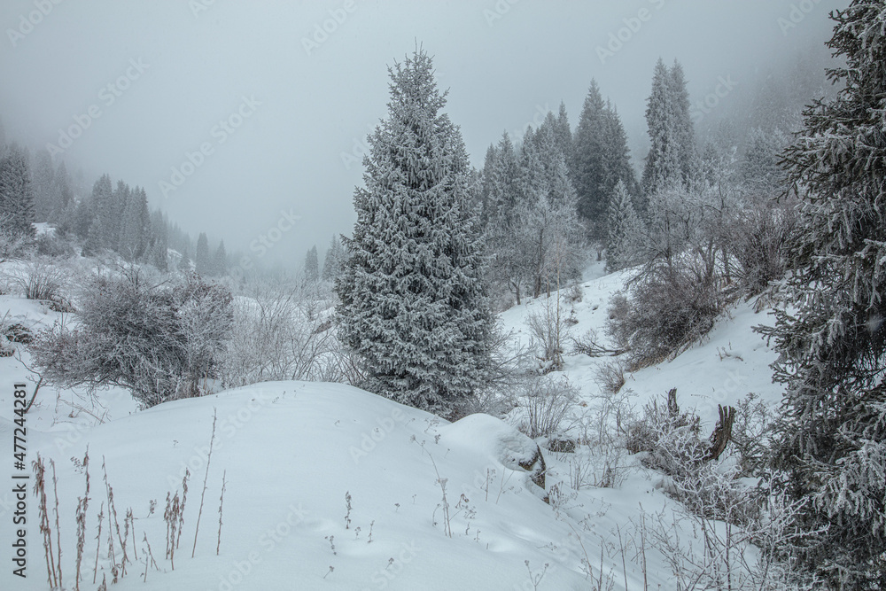 snow covered trees in the mountains snow covered trees in the mountains