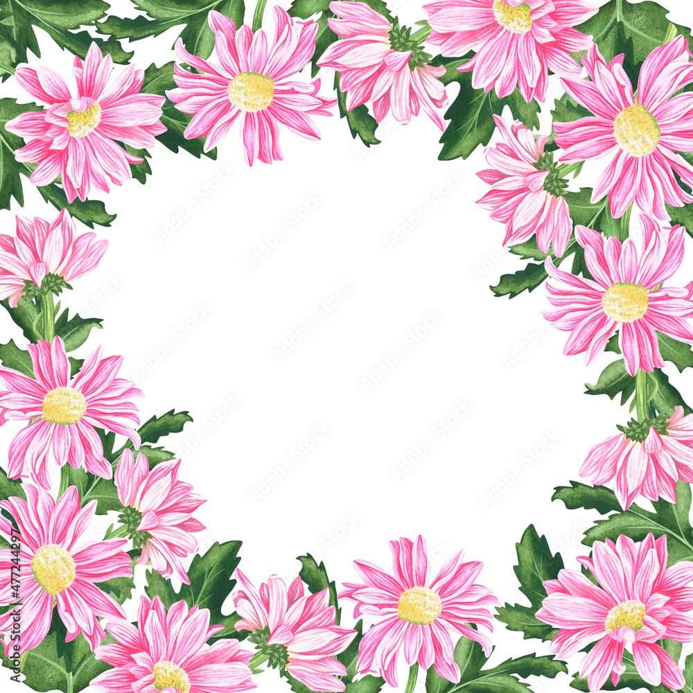 Chrysanthemum frame. Watercolor vintage illustration. Isolated on a white background.For your design