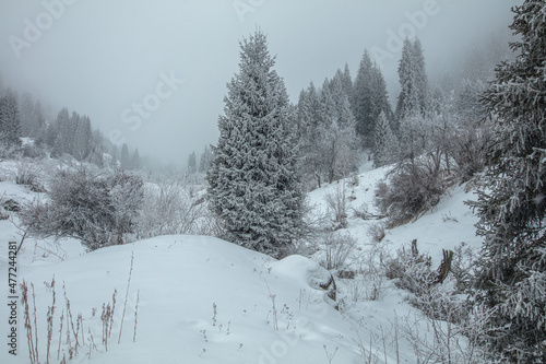 snow covered trees in the mountains © KAIRZHAN