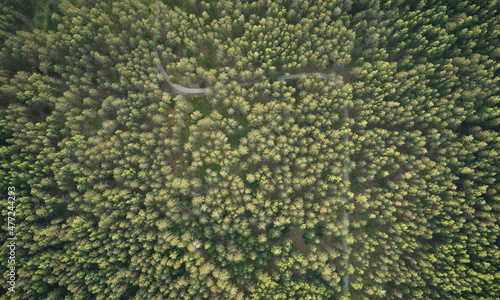 Road in green forest background