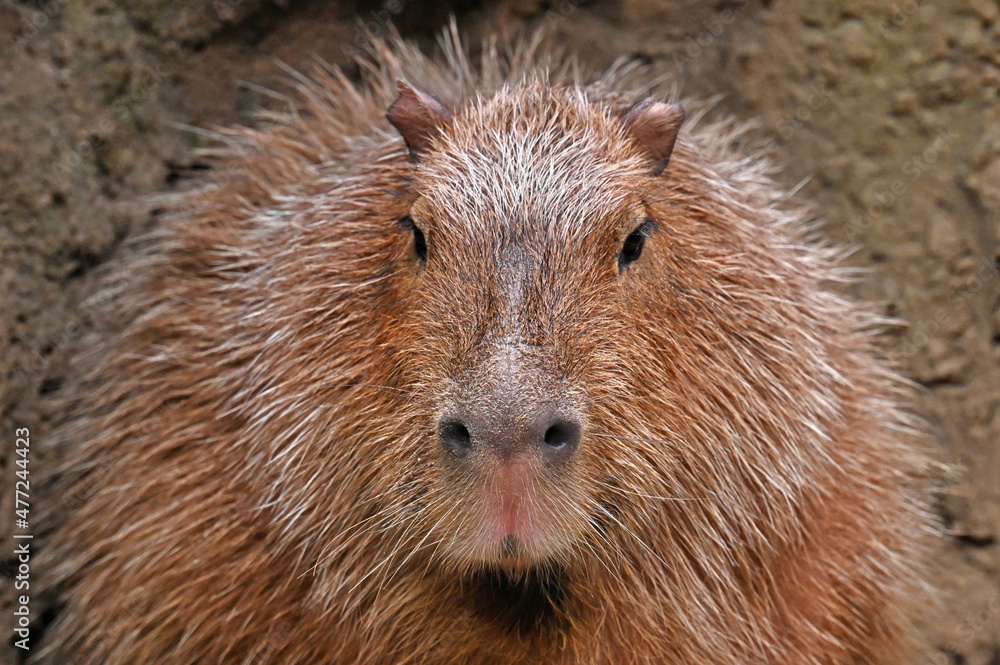 Capybara Upper Half Close Up Capybara Upper Half Close Up