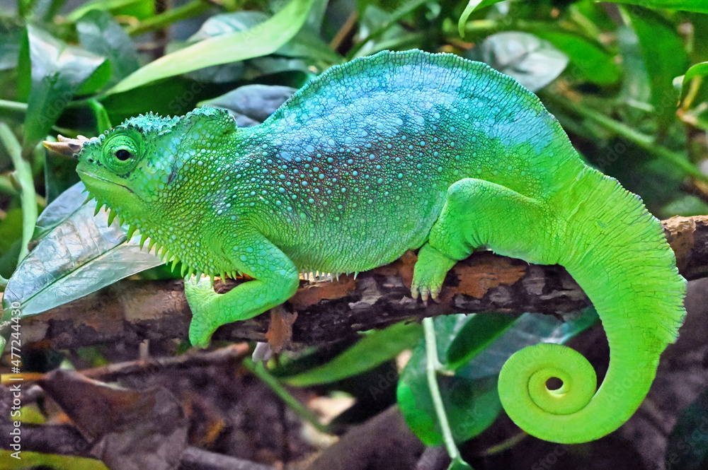 Fototapeta premium Four-horned Chameleon on a Branch