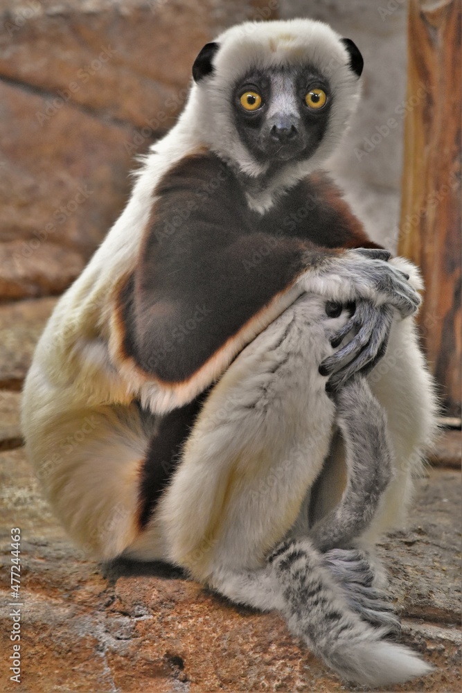 Fototapeta premium Coquerel's Sifaka Sitting and Watching 