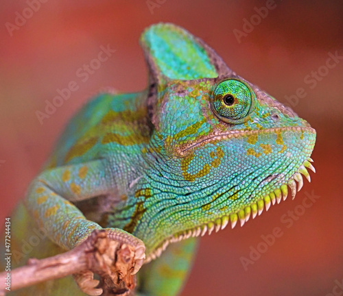 Veiled Chameleon on a Branch, Red Background