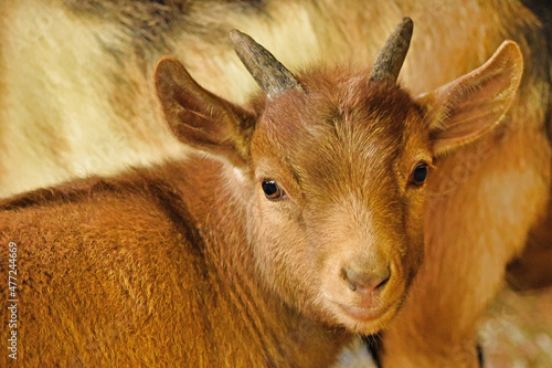 Baby Nigerian Dwarf Goat Watching photo