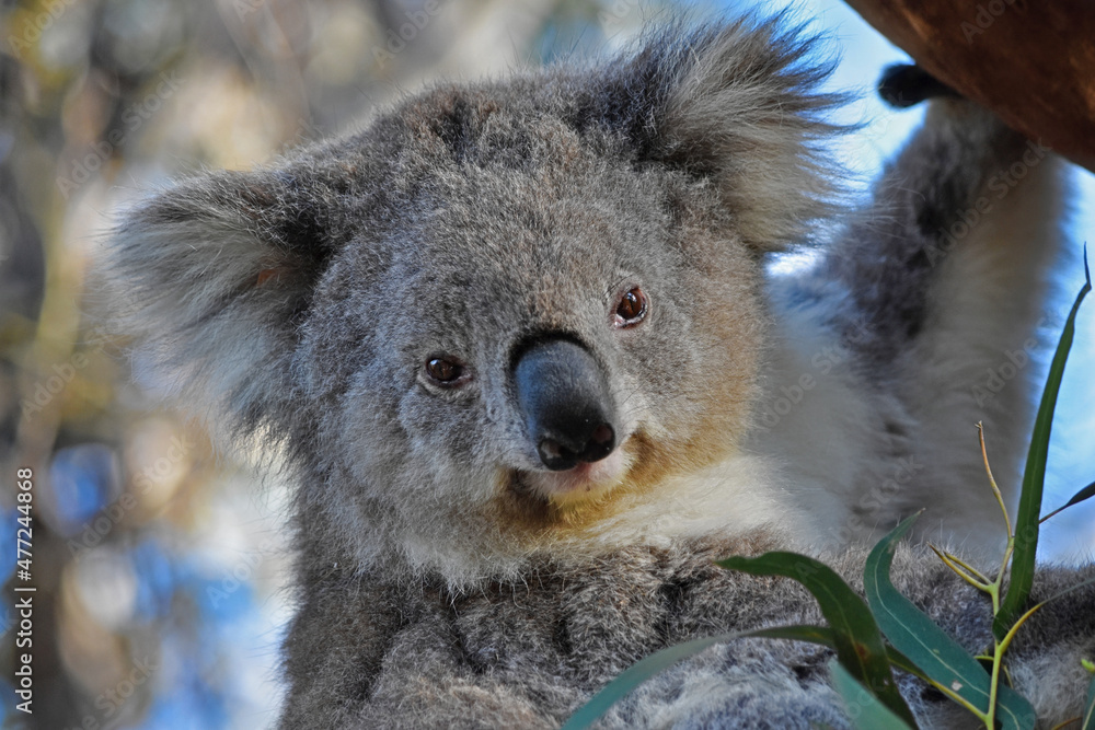 Fototapeta premium Koala in a Tree, Watching