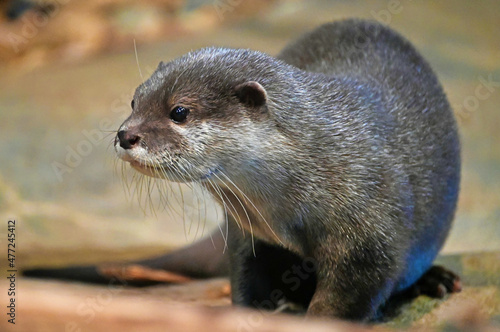 Asian Small-Clawed Otter Looking Away