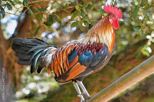 Old English Game Bantam Rooster Perched on a Branch photo