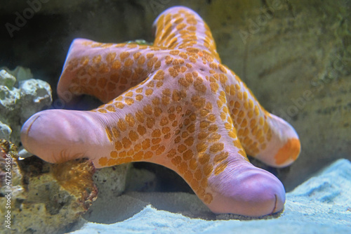 Granulated Sea Star on a Rock and Sand photo