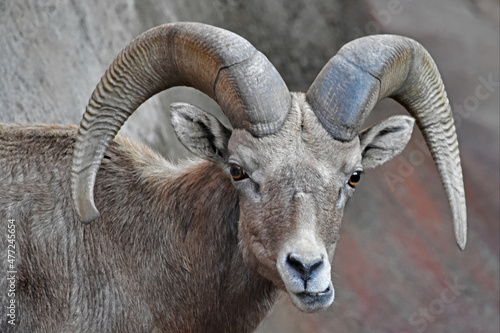 Desert Bighorn Sheep Face Close Up, Jaw Askew