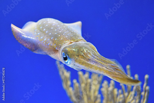 Bigfin Reef Squid Floating in Front of Coral