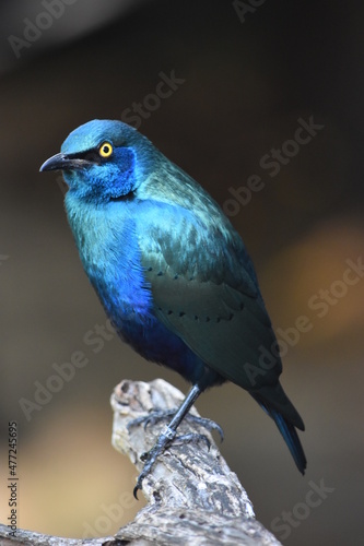 Blue-eared Starling Perched on a Log 