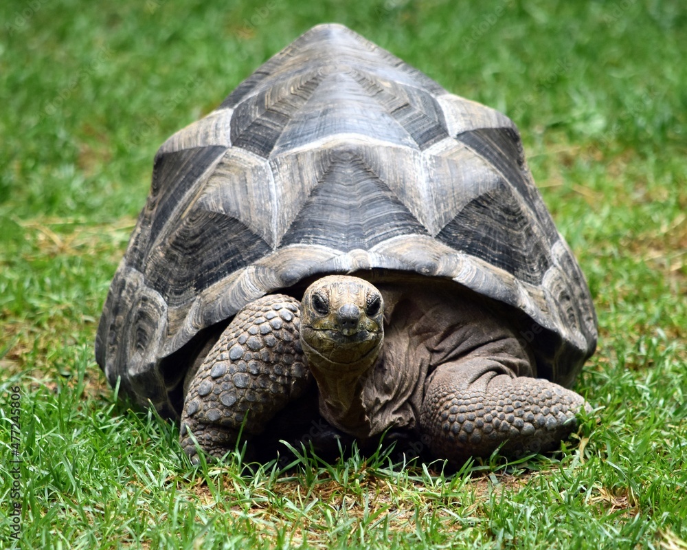 Fototapeta premium Aldabra Tortoise Crawling in the Grass
