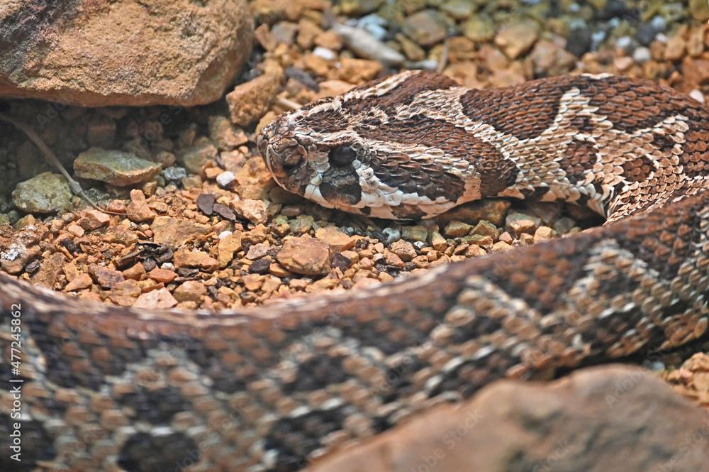 Palestine Viper Face Close Up Palestine Viper Face Close Up