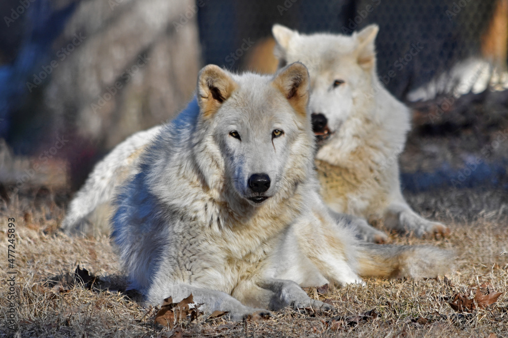Obraz premium Gray Wolf Pair Lying and Watching