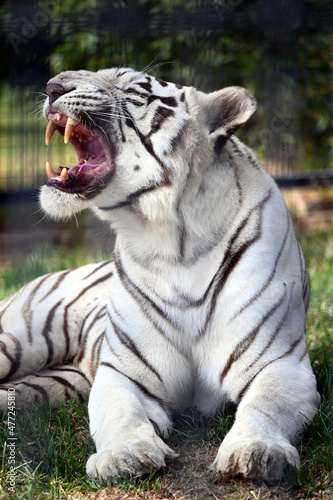 White Tiger Lying and Growling 