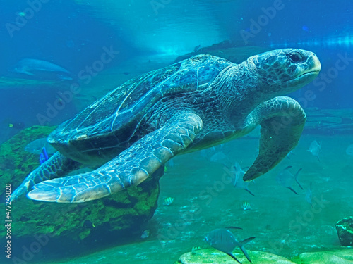 Konstfotografi Sea Turtle Swimming Under Water