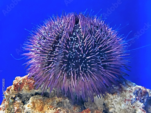 Purple Urchin on a Rock photo