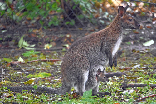 Bennett's Wallaby Mother with Joey in Pouch
