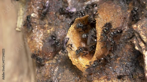 Stingless bees or trigona meliponini hive industry. A colony of stingless bees on beehive.