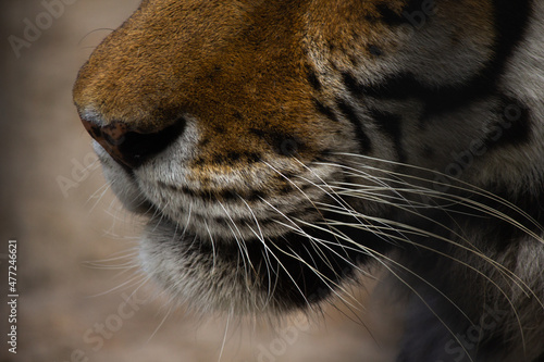 beautiful face of a tiger close-up in profile