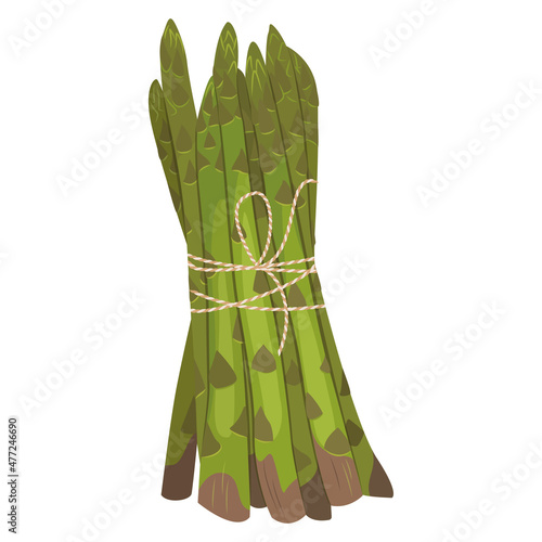 Vector illustration of asparagus vegetable stem. Bunch of fresh green asparagus sprout. Vegetable illustration for farm, market, menu, healthy food, dieting.