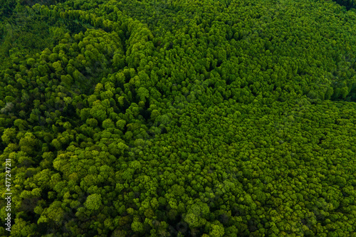 Aerial view of dark mixed pine and lush forest with green trees canopies © bilanol