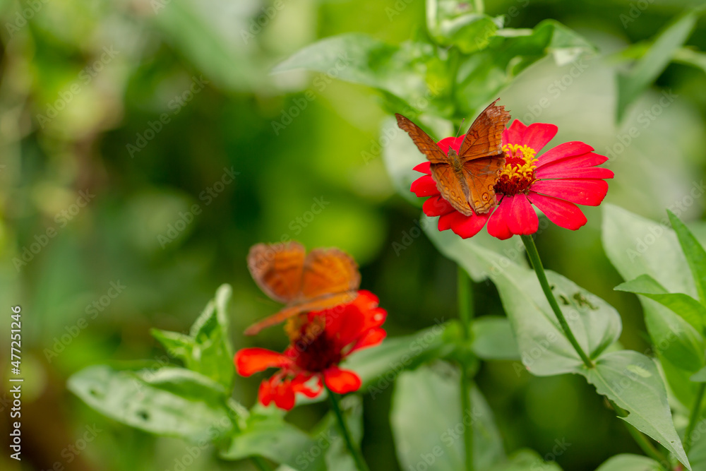 A brown butterfly looking for honey and perched on a red zinnia flower on a blurred green foliage background, nature concept