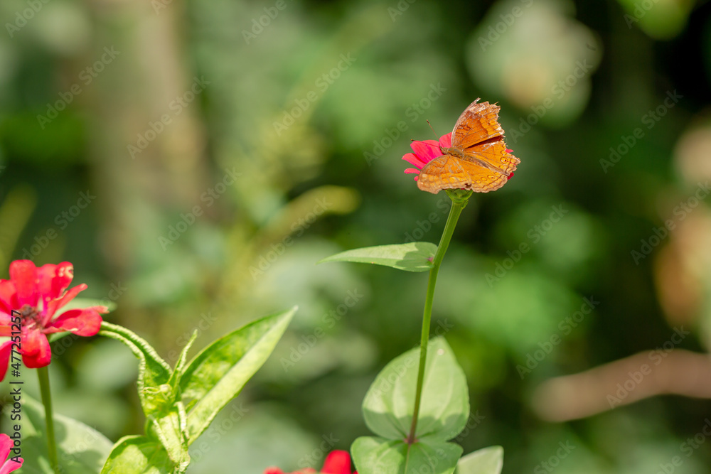 A brown butterfly looking for honey and perched on a red zinnia flower on a blurred green foliage background, nature concept A brown butterfly looking for honey and perched on a red zinnia flower on a blurred green foliage background, nature concept
